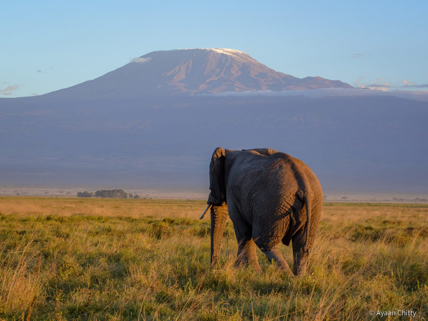 Elephants at Amboseli National Park with Kilimanjaro
