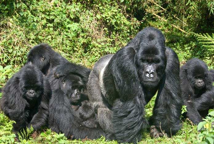 Bwindi Impenetrable Forest gorilla trekking