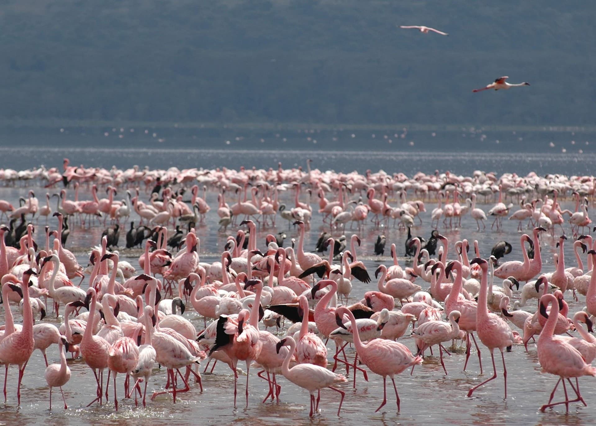 Flamingos at Lake Nakuru National Park