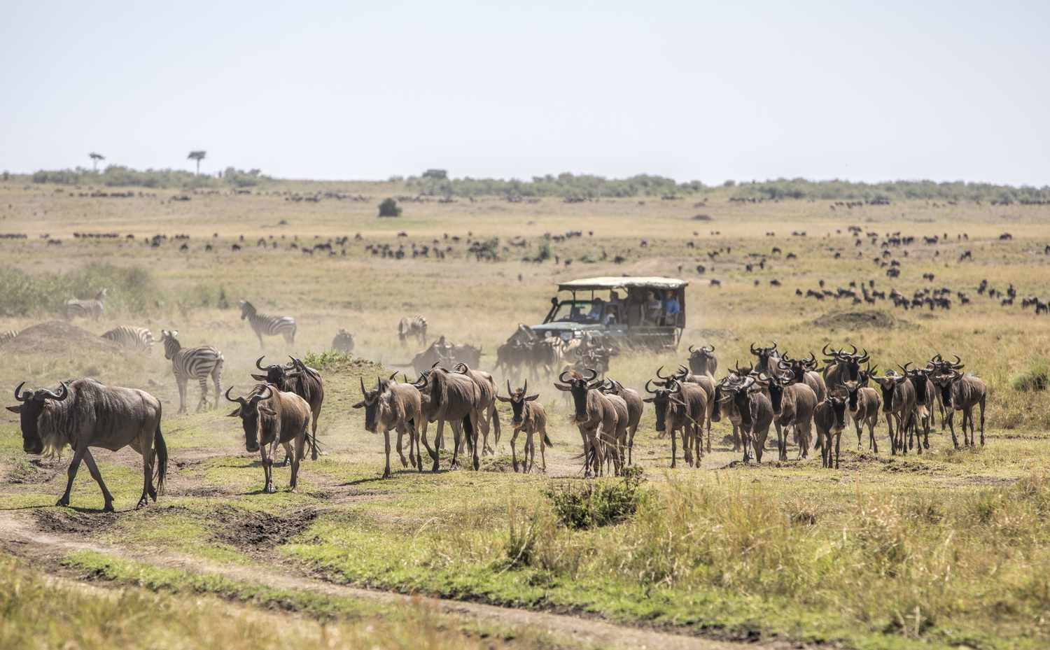 Wildebeest migration in Maasai Mara golden grasslands Kenya